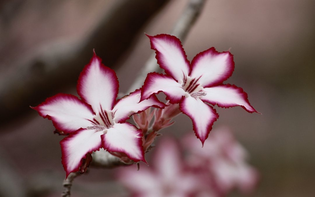 Blossom Flora 65653